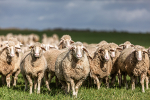 Laine de mouton © Parc naturel régional de Lorraine - Didier Protin